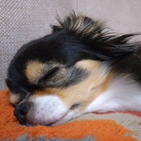 チワワ　ふわふわ