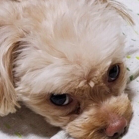 Ｍｉｘ（雑種）小型犬　なでるとフワフワ