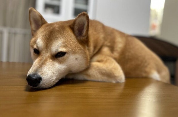 のんびりした様子の柴犬