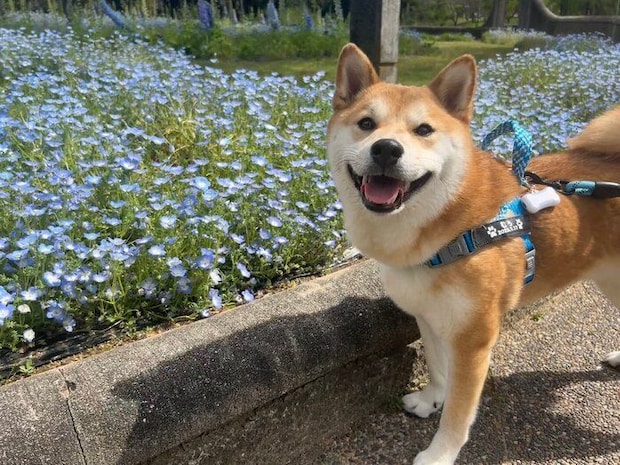 ネモフィラと柴犬