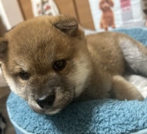 お迎えの翌日からリラックスした様子の生後2カ月半の柴犬子犬→約2年半後、穏やかで人懐っこいコに成長！飼い主さんにとって”相棒のような存在”