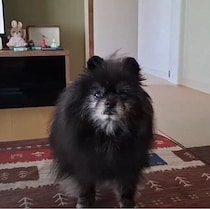 寝ている飼い主さんが気になる？　寝室とリビングを行き来するポメラニアンの行動にほっこり