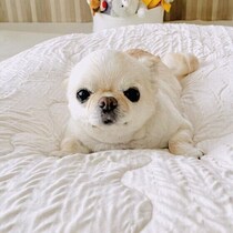 犬が寝る前に飼い主を確認しにくるのはなぜ？　理由と上手な対応をわかりやすく解説