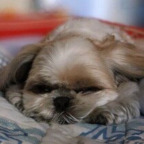 犬が昼間ぐっすり寝ていても大丈夫？　日中に深く眠る理由と飼い主が知っておきたいポイントを解説