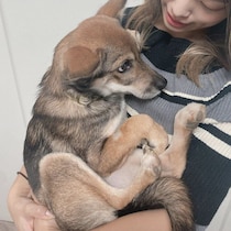 「ビビりのビビちゃん」と言われていた保護子犬をお迎え　4才になった現在は「ママが大好き」な“家族のアイドル”的存在に！