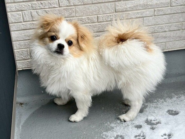生後7カ月の犬