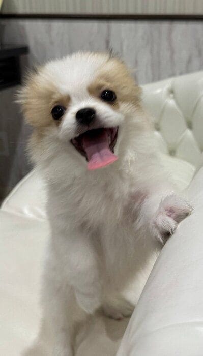 生後3カ月の犬