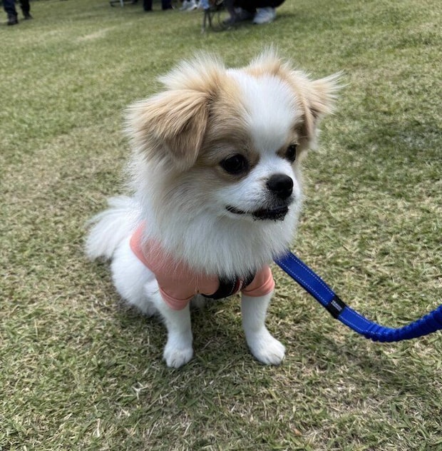 公園にお出かけした時の犬