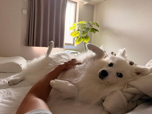 寝転がるレモンくん