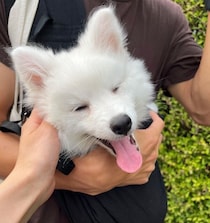 「抱っこ散歩デビュー」でニコニコ顔だった日本スピッツの子犬　1才の今、並走も大変なほど“走るの大好き”なコに！