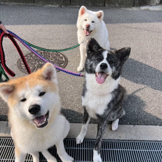 笑顔の秋田犬たち