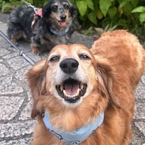 犬の歯が欠けたり折れたりするのはなぜ？　破折の原因と予防法を解説