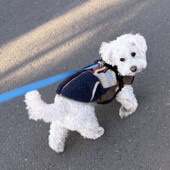 Mix(雑種)小型犬 おさんぽ行くよ