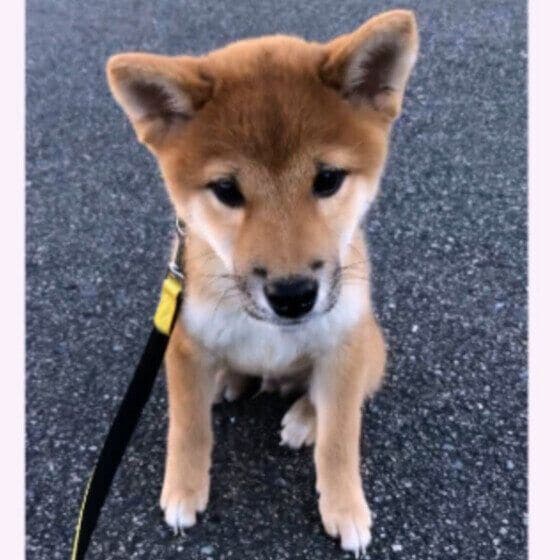 柴 子犬時代