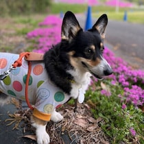犬が急に立ち止まって動かなくなるのはなぜ？　散歩中にピタッと止まる理由と対処法を解説