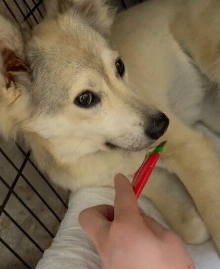 おやつを使って少しずつコミュニケーションをとる飼い主さんとレオ太朗くん