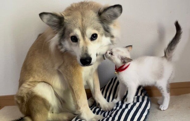 子猫の小うめちゃんと初めて会ったときのレオ太朗くん