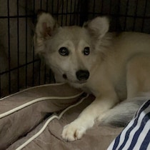 「過酷な環境から保護された」保護犬を迎えて4年　人への恐怖心を克服し甘えん坊になった現在の姿