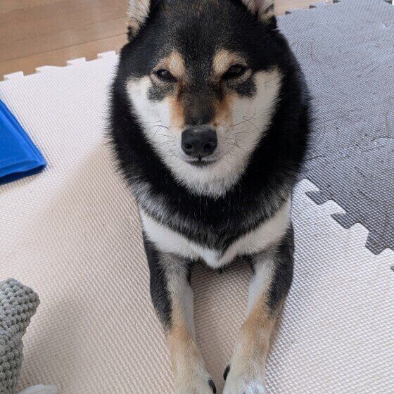 かい 柴 おはよ