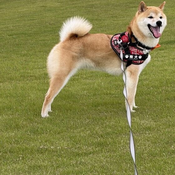 ご機嫌の柴犬