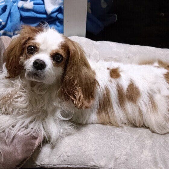 ポポロ ゆっくりしよー