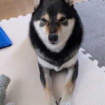 犬の立ち上がりが遅くなったのはなぜ？　動きが鈍く感じるときに考えたい原因とポイントを解説