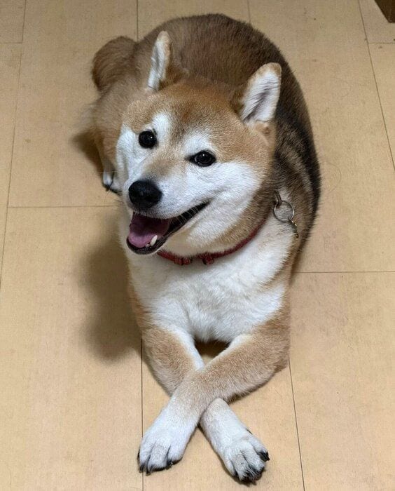 現在の才蔵くん