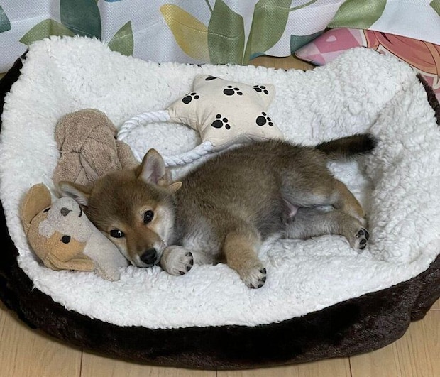 まったりする才蔵くん