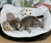 初日からトイレを成功させた“賢そう”な柴犬の子犬→5才の今、やんちゃで食いしん坊なコに成長！
