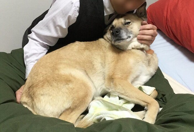 正式に飼い主さんと暮らし始めたばかりの頃に撮影されたもの