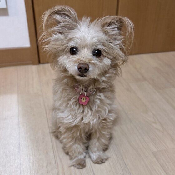 まんまるお目目のワンちゃん