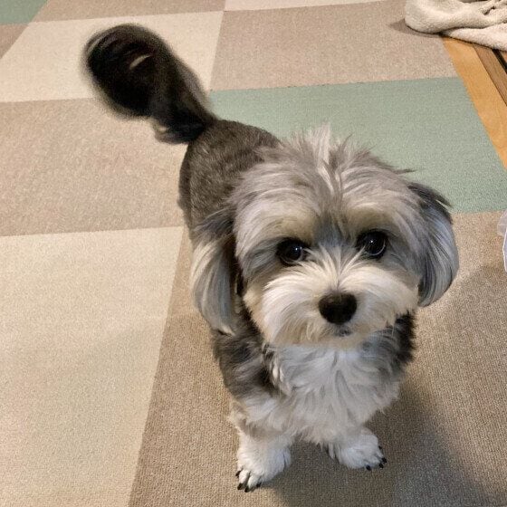 飼い主さんと目が合うと尻尾を振るワンちゃん