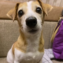 犬が家の中で飼い主についてまわるのはなぜ？　理由と気をつけたいポイントを解説
