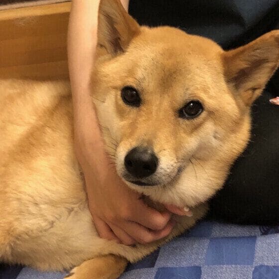 Mix(雑種)中型犬 おねえさんといっしょ