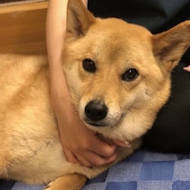 犬がそっと近くに寄ってくるのはなぜ？行動の理由を獣医師が解説