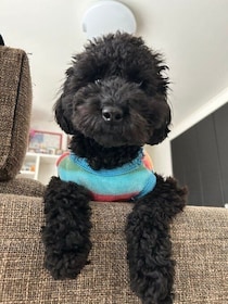 「愛犬を亡くし深い悲しみの中にいるときに出会った」1才トイプー　お迎えから約半年「わが家に来てくれてありがとう」感謝が溢れる