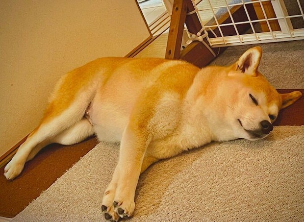穏やかな寝顔を見せるサチちゃん