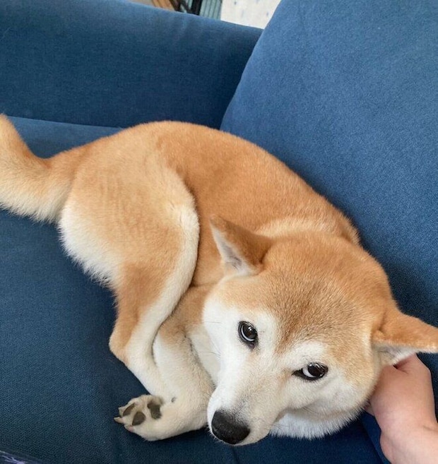 ナデナデしてもらうサチちゃん