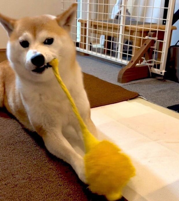 おもちゃで遊ぶサチちゃん