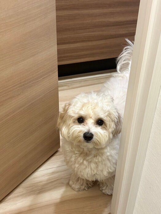 別の日　飼い主さんの様子を見に来たジョセフくん