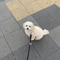 「そんなに見つめられても毎回はあげられないよ」お散歩中に飼い主をじっと見つめる子犬がかわいすぎる！