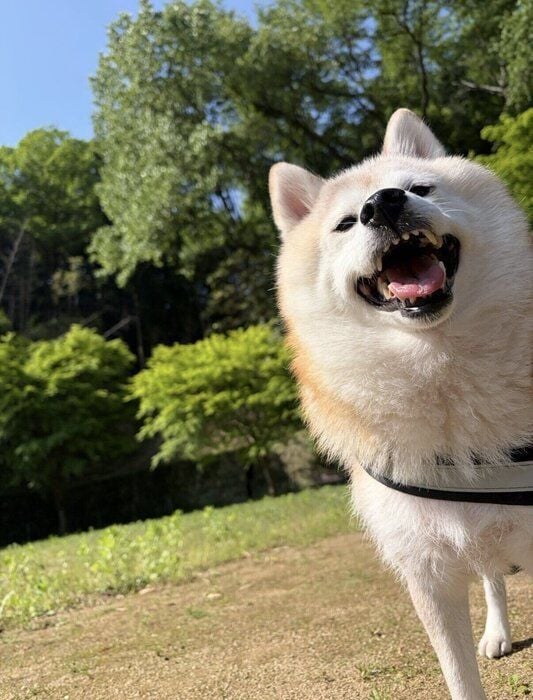楽しそうな様子が伝わってくる　お出かけ中のはなちゃん