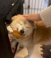 推定6才で迎えた元保護犬は2年目に　今ではいてくれるだけで場の空気をやさしく包み込む“癒やしの存在”に