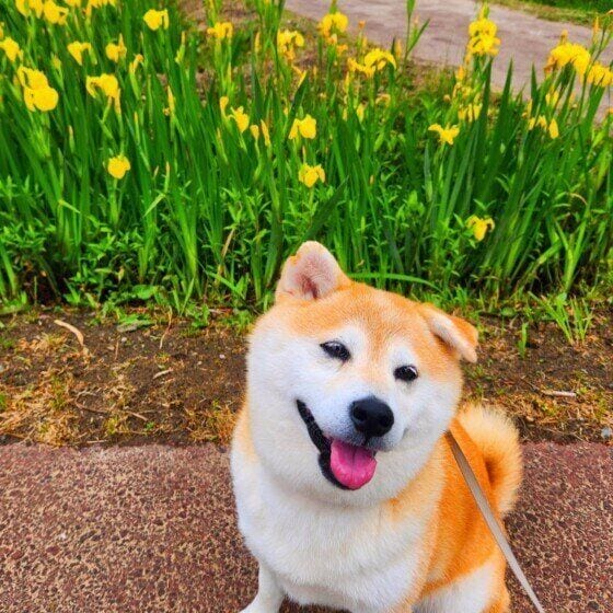 黄色い菖蒲とお散歩中のワンちゃん