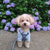 梅雨の時期に多くなる犬の皮膚トラブルに注意！ 予防と受診の目安を獣医師に聞いた