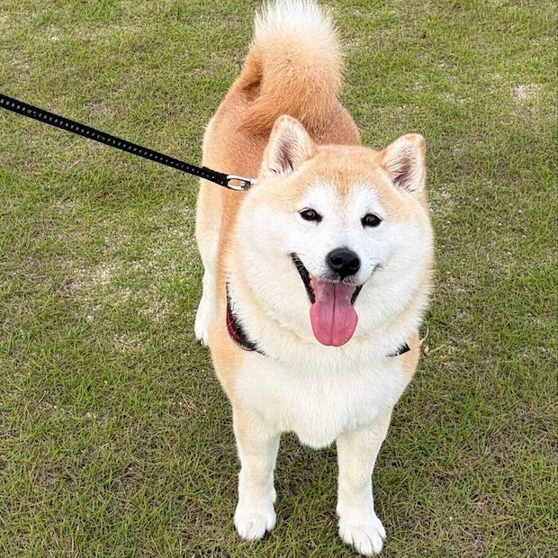 お出かけ中のさくらちゃん ニコニコ“笑顔”が愛らしい