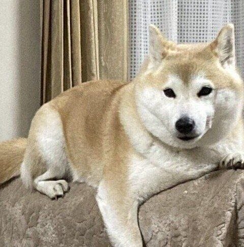 別の日の様子 ソファの背もたれにのるさくらちゃん