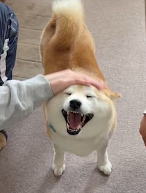 久しぶりに帰省した家族になでられ、うれしそうな“笑顔”を見せる柴犬が話題！「温かな声」が集まる