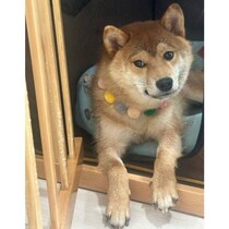 隅っこで“しょんぼり顔”をしていた保護子犬→1年後、ニコニコ笑顔を見せる甘えん坊な柴犬に成長！
