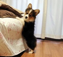 好奇心旺盛であどけないコーギーの子犬→5年後、思わずクスッとする“不思議な習慣”を見せるコに